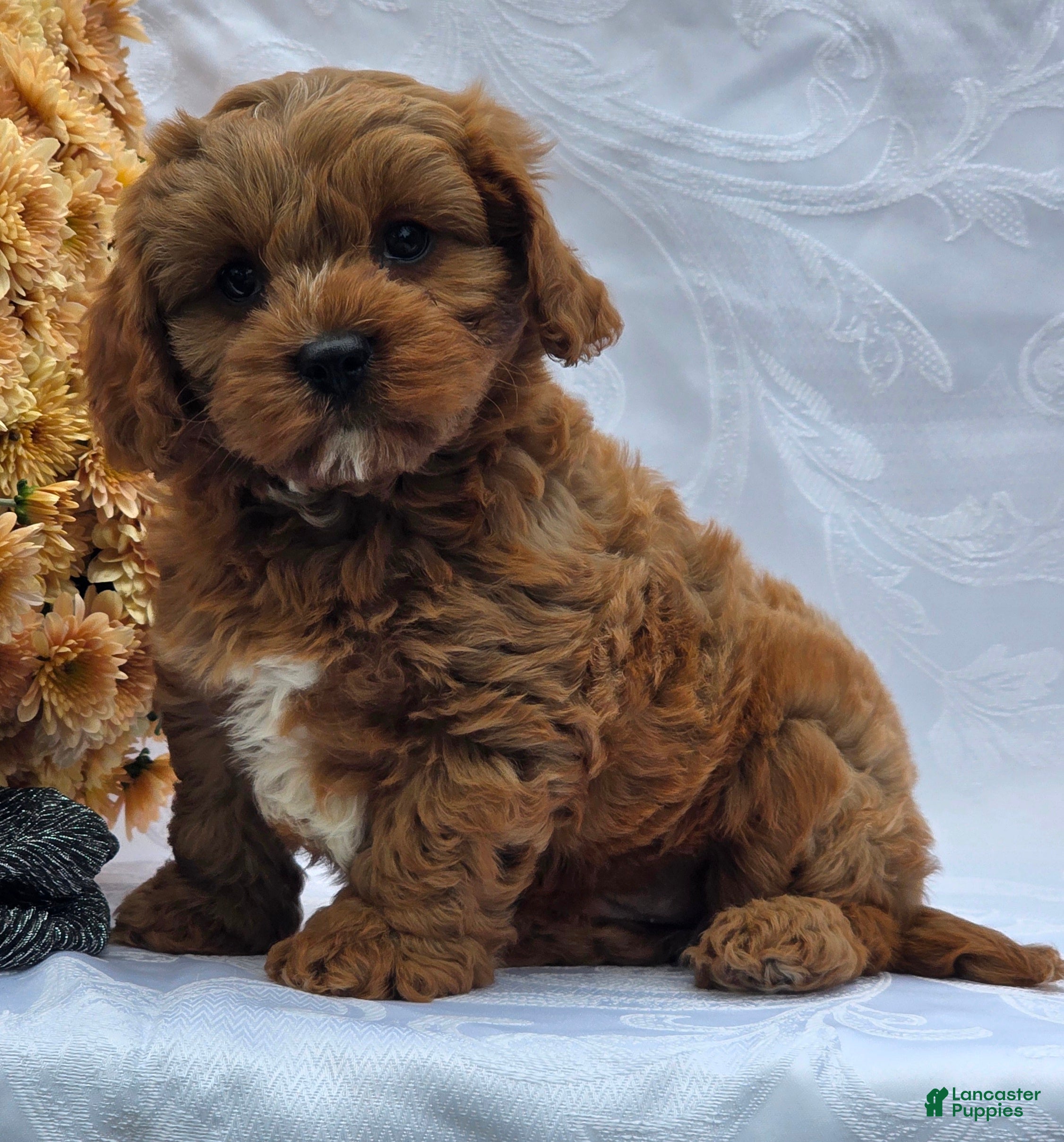 Cavapoo dogs Rosco - Ad 1