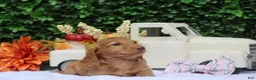 Miniature Dachshund dogs for sale: Saffron - Ad 1
