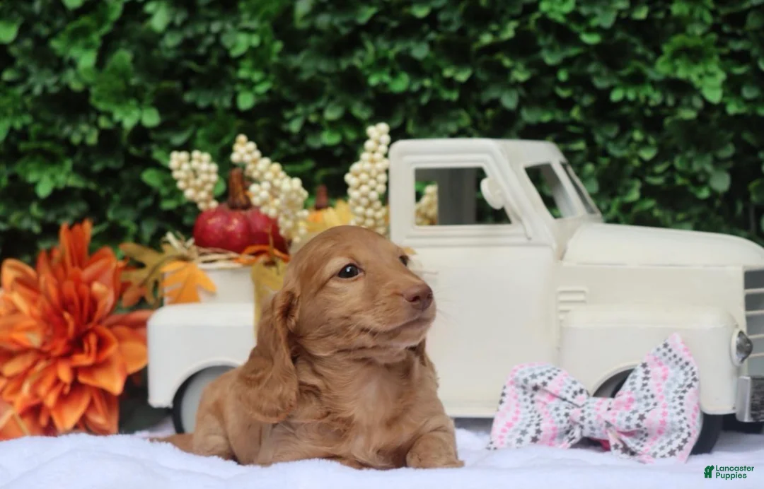 Miniature Dachshund dogs for sale: Saffron - Ad 1
