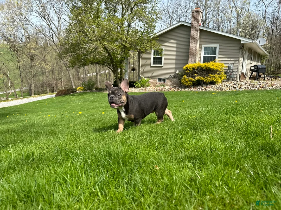 Gallery Image {{count}}