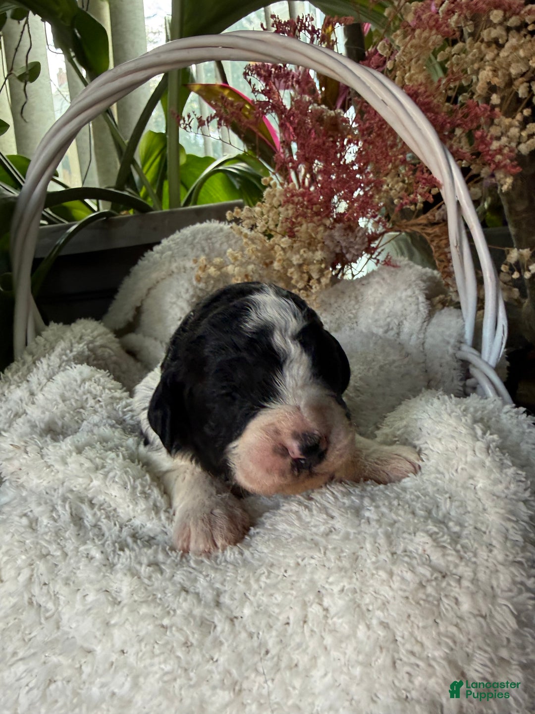 Mixed Breed dogs for sale: Sarah - Ad 3