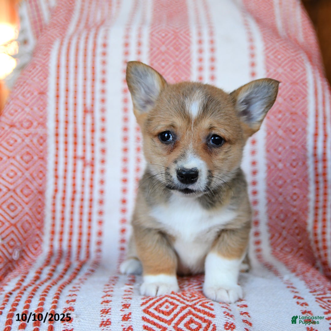 Welsh Corgi Pembroke dogs for sale: Sage - Ad 2