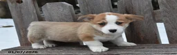 Welsh Corgi Pembroke dogs for sale: Dylan - Ad 4