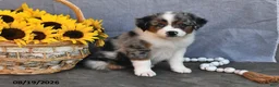 Australian Shepherd dogs for sale: Tom  - Ad 4