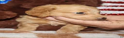 Miniature Dachshund dogs for sale:  Gigi - Ad 5