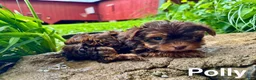 Yorkshire Terrier dogs for sale: Polly - Ad 1