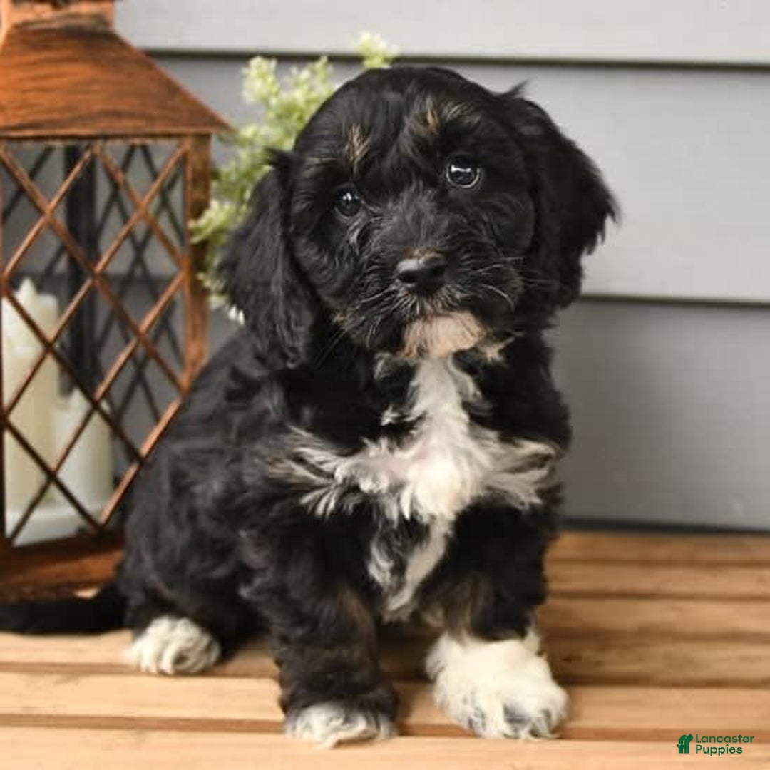 Gallery Image {{count}}