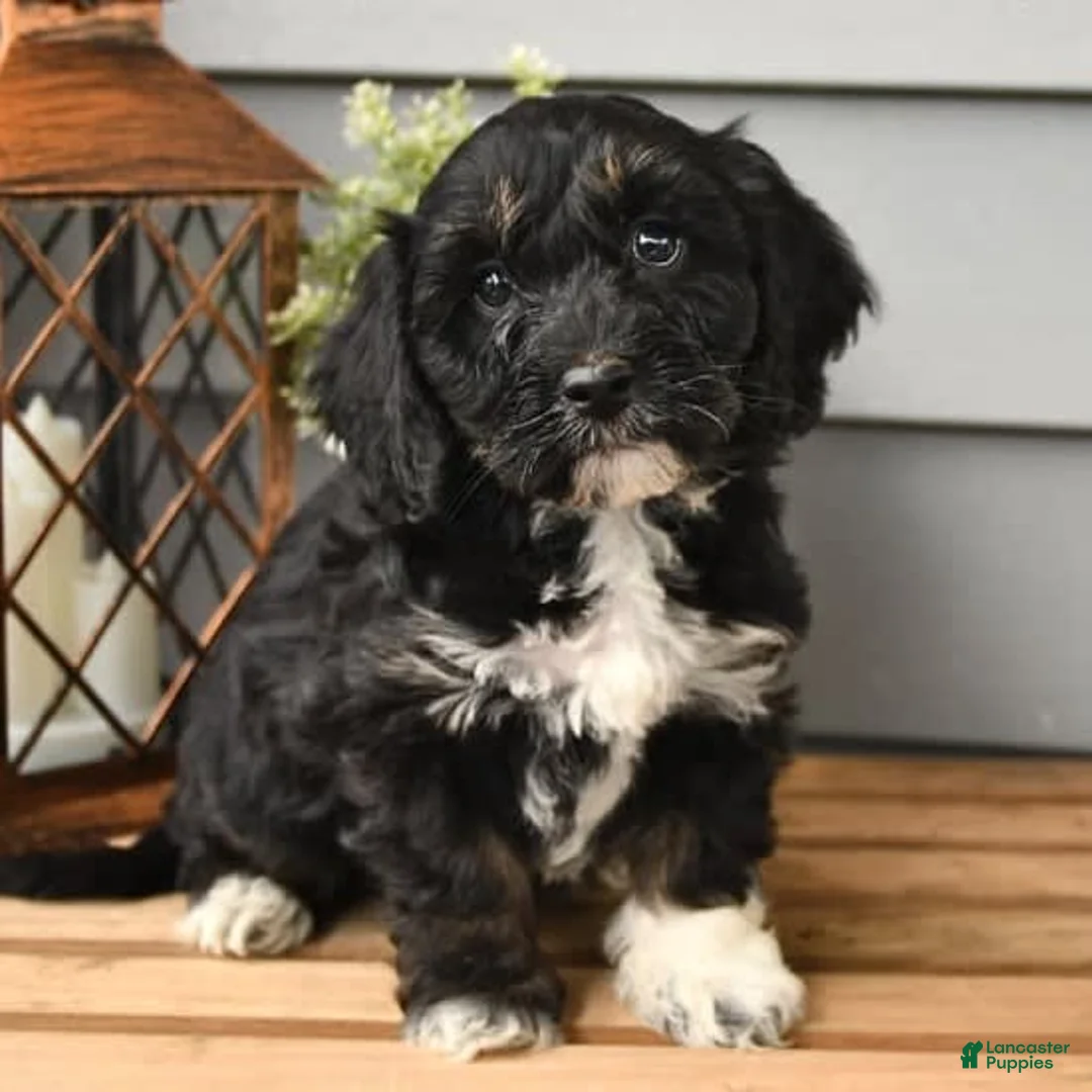 Gallery Image {{count}}