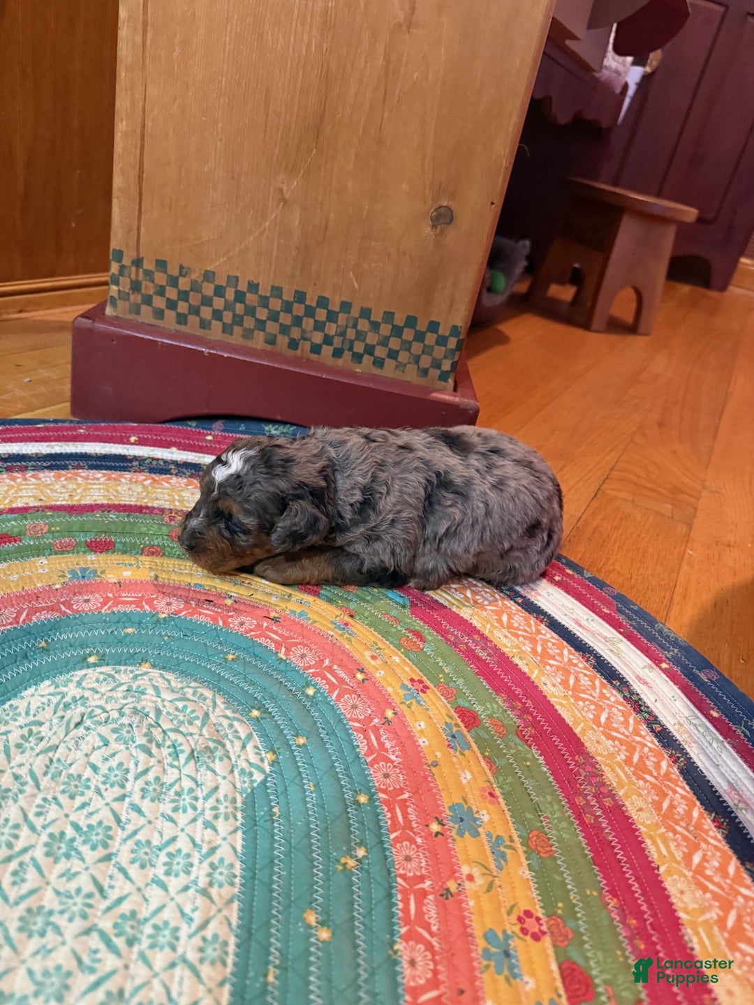 Mini Bernedoodle dogs for sale: Oakley - Ad 4