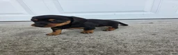 Dachshund dogs for sale: Hazel - Ad 8