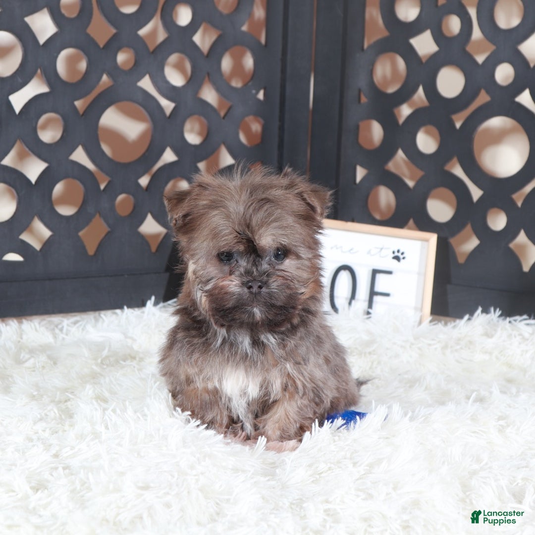 Havanese dogs for sale: Havanese Puppy Charlie - Ad 5