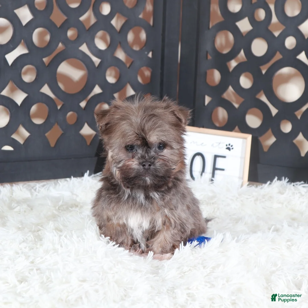 Havanese dogs for sale: Havanese Puppy Charlie - Ad 5