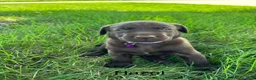 Labrador Retriever dogs for sale: Hazel - Ad 5