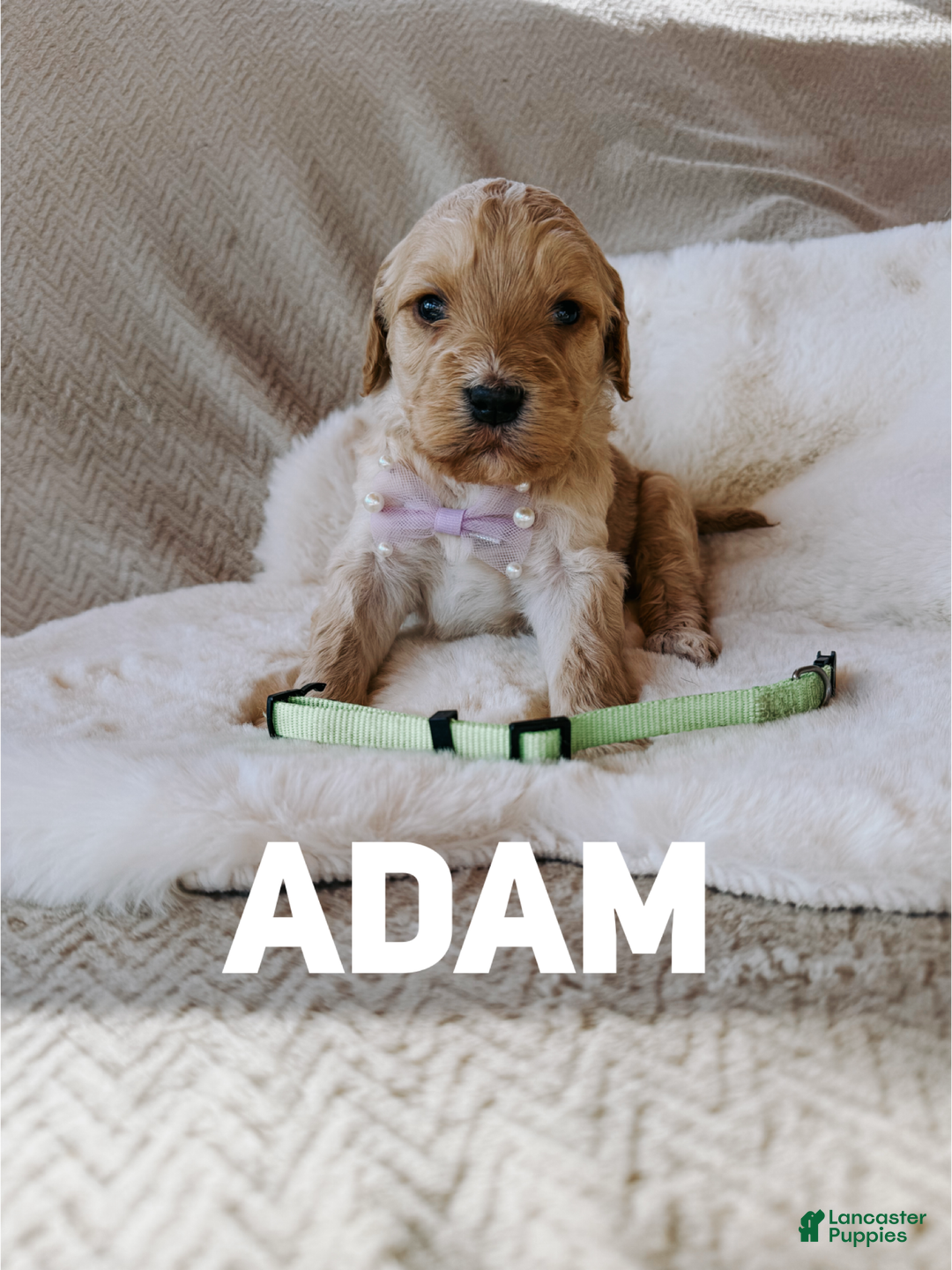 Goldendoodle dogs for sale: Adam - Ad 1