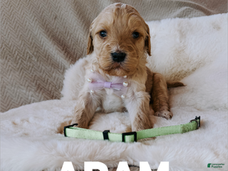 Goldendoodle dogs Adam - Ad 34