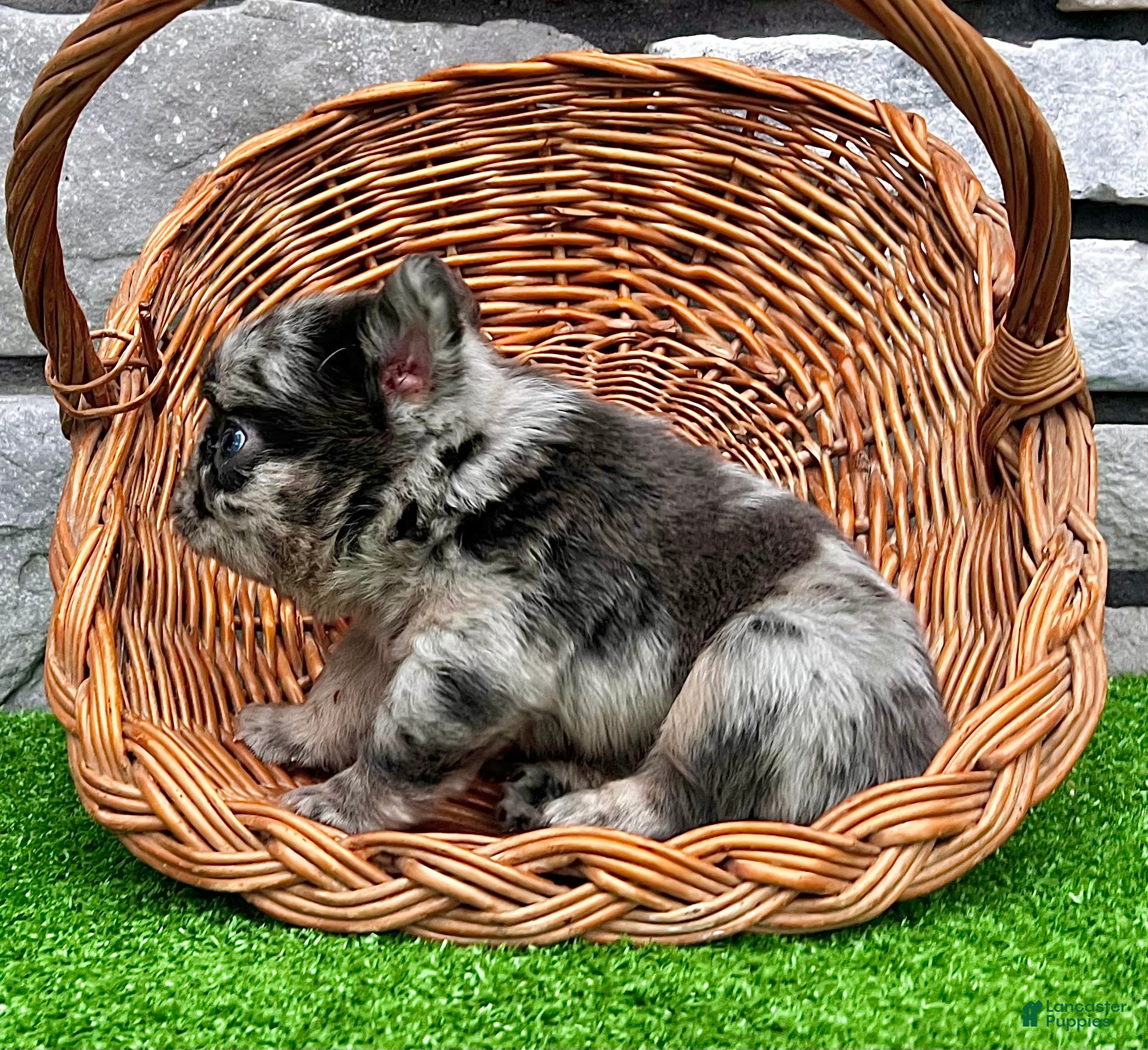 French Bulldog dogs Turbo - Ad 2