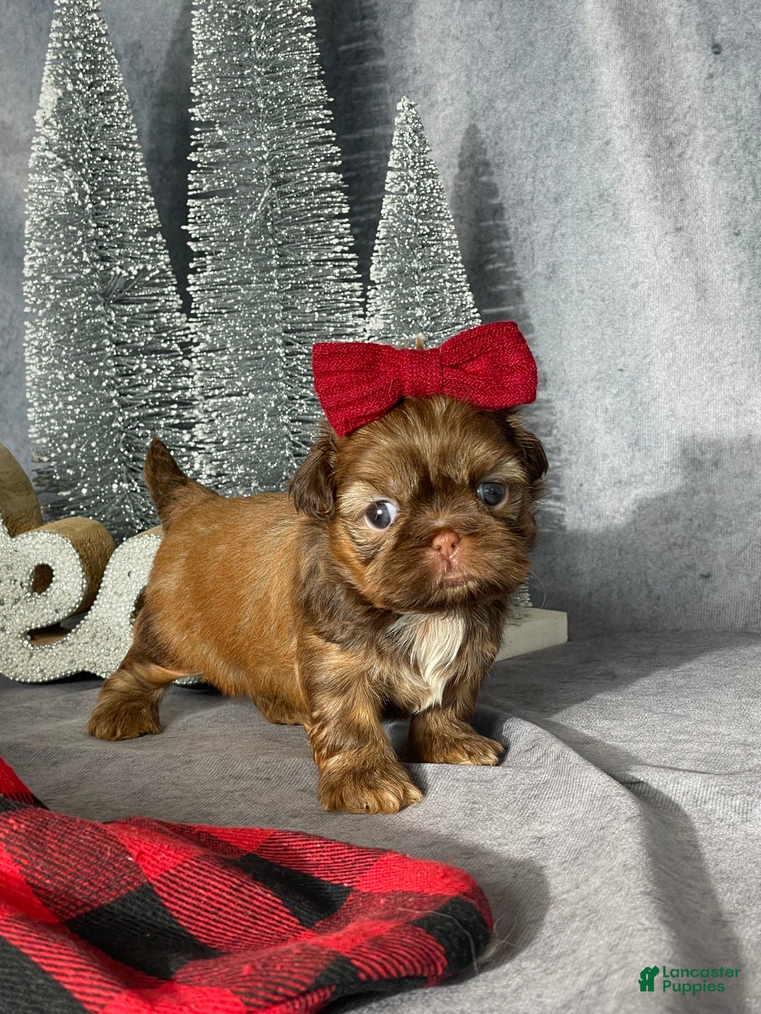 Shih Tzu dogs for sale: Sunni - Ad 2