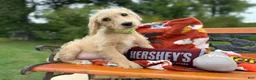 Labradoodle dogs for sale: Ziva (Girl) - Ad 4
