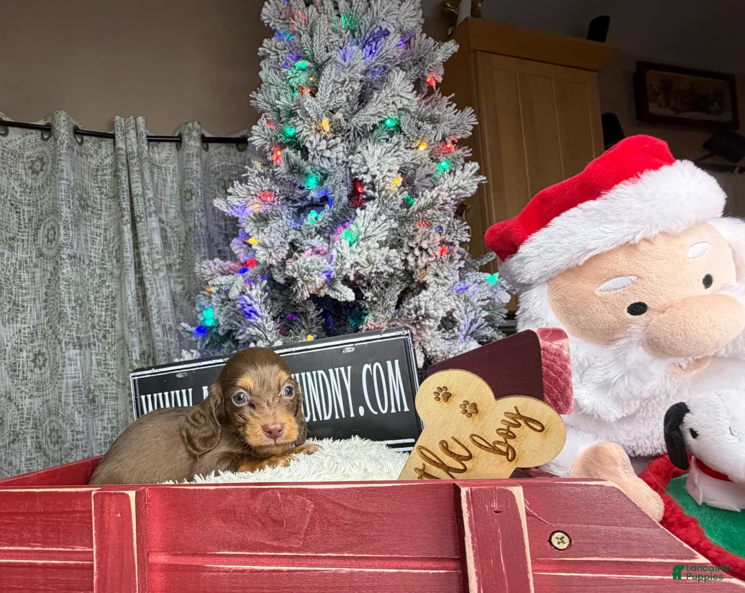 Miniature Dachshund dogs for sale: Ready 12/24/25 - Ad 26