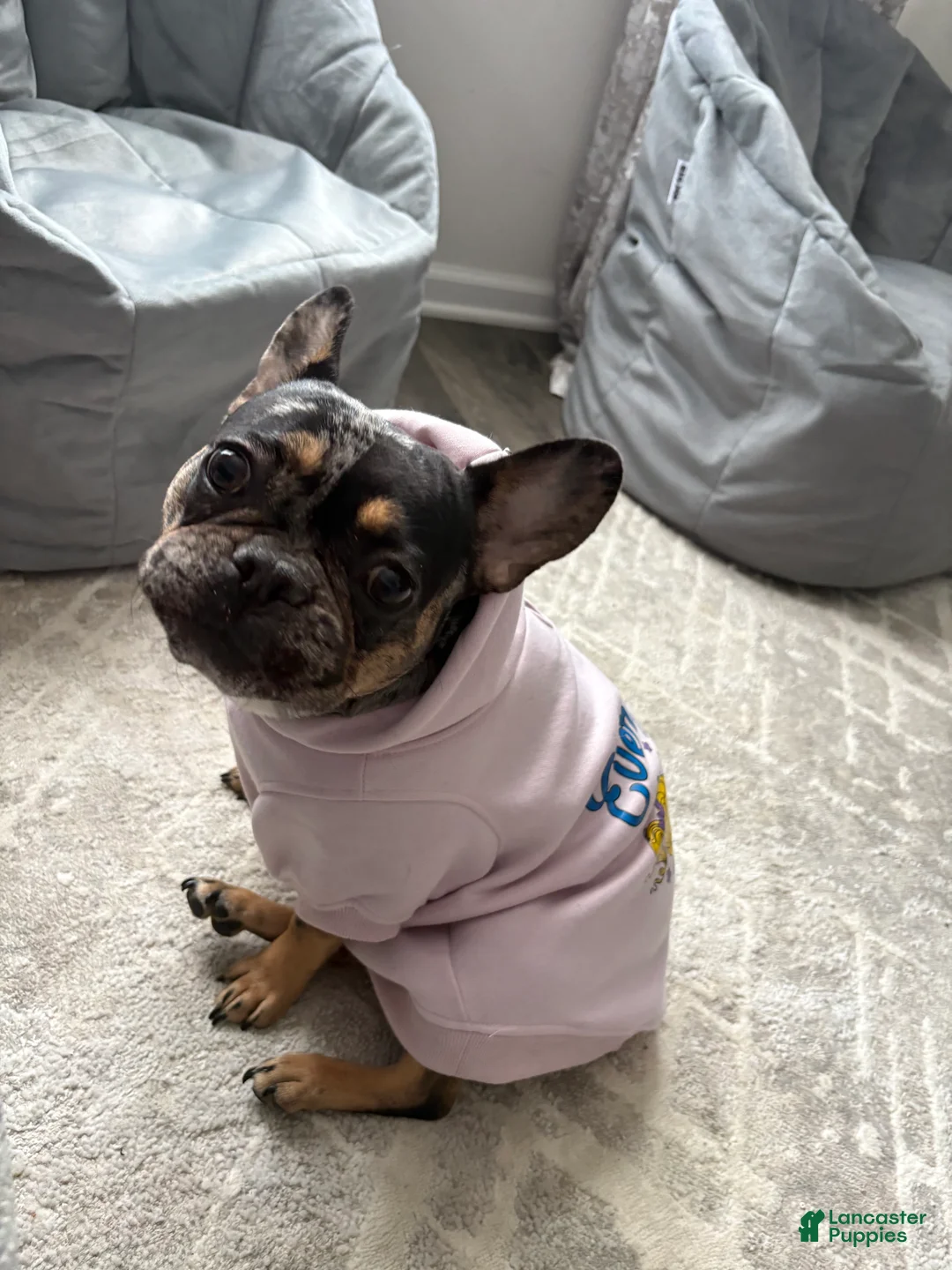 French Bulldog dogs for sale: French Bulldog Puppy 1 - Ad 2