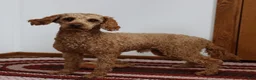 Mini Goldendoodle dogs for sale: Curly Que - Ad 12