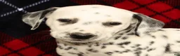 Dalmatian dogs for sale: Dolly - Ad 6