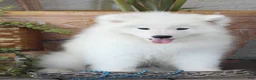 Samoyed dogs for sale: Ariat - Ad 1
