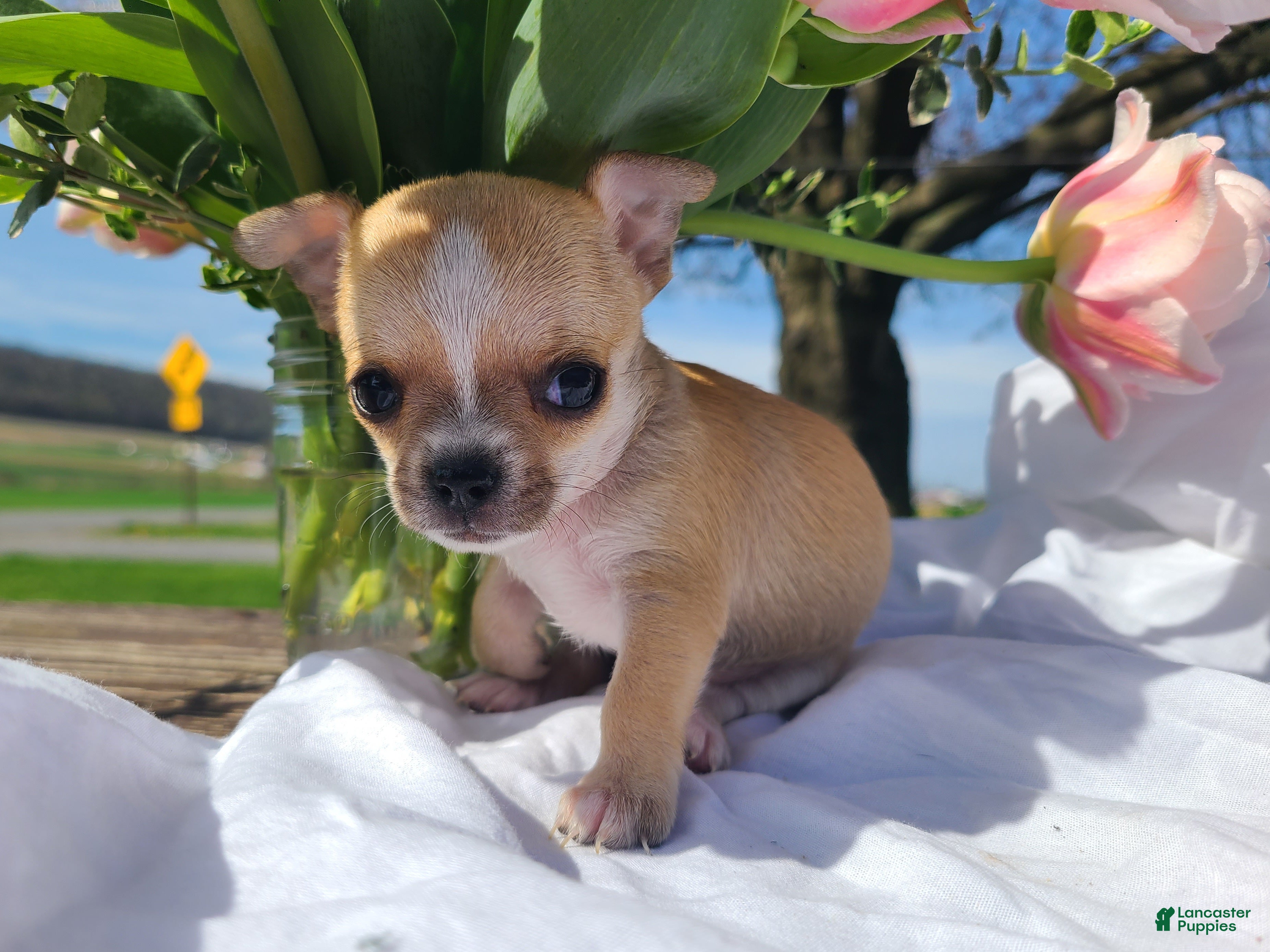 Chihuahua dogs Harmony - Ad 1