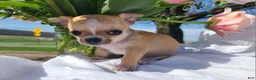 Chihuahua dogs for sale: Harmony - Ad 1