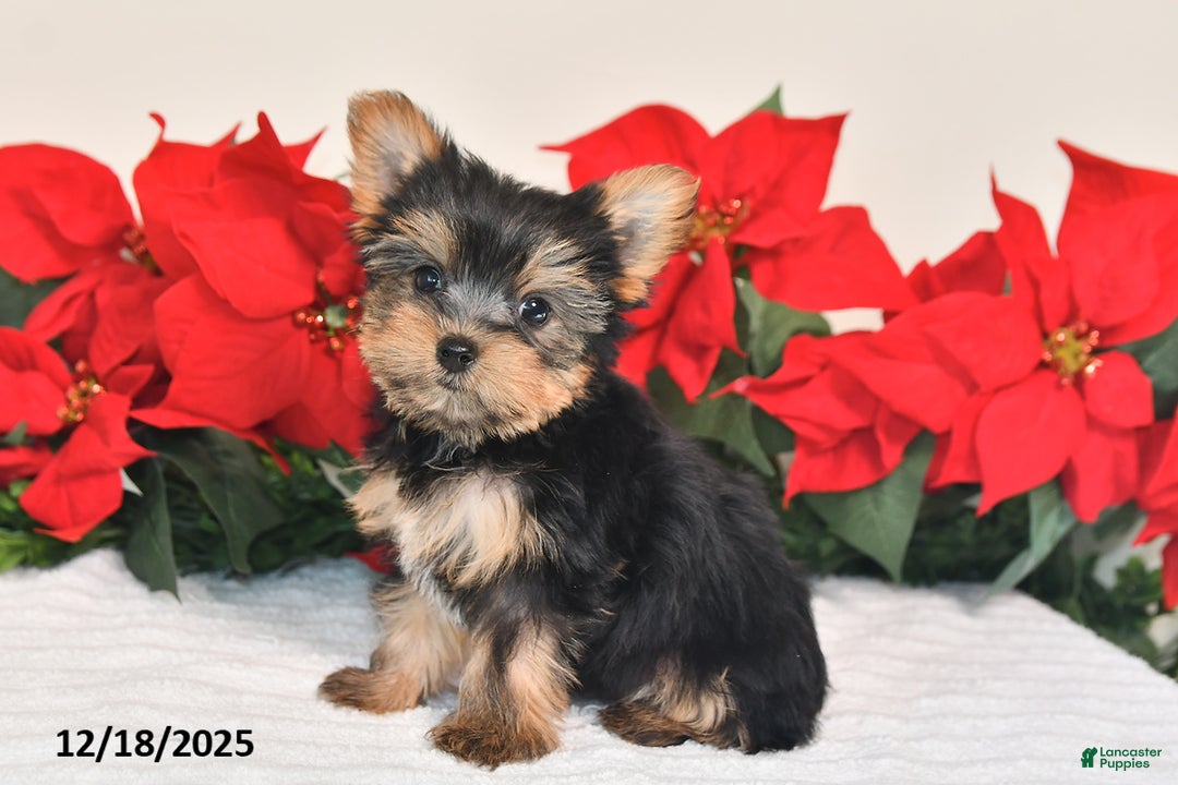 Yorkshire Terrier dogs for sale: Jade - Ad 3