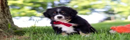 Mini Bernedoodle dogs for sale: Grasshopper - Ad 3
