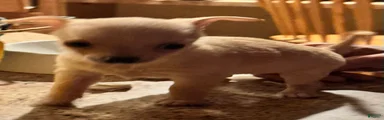 Chihuahua Puppy 2