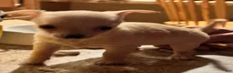 Chihuahua dogs for sale: Chihuahua Puppy 2 - Ad 1