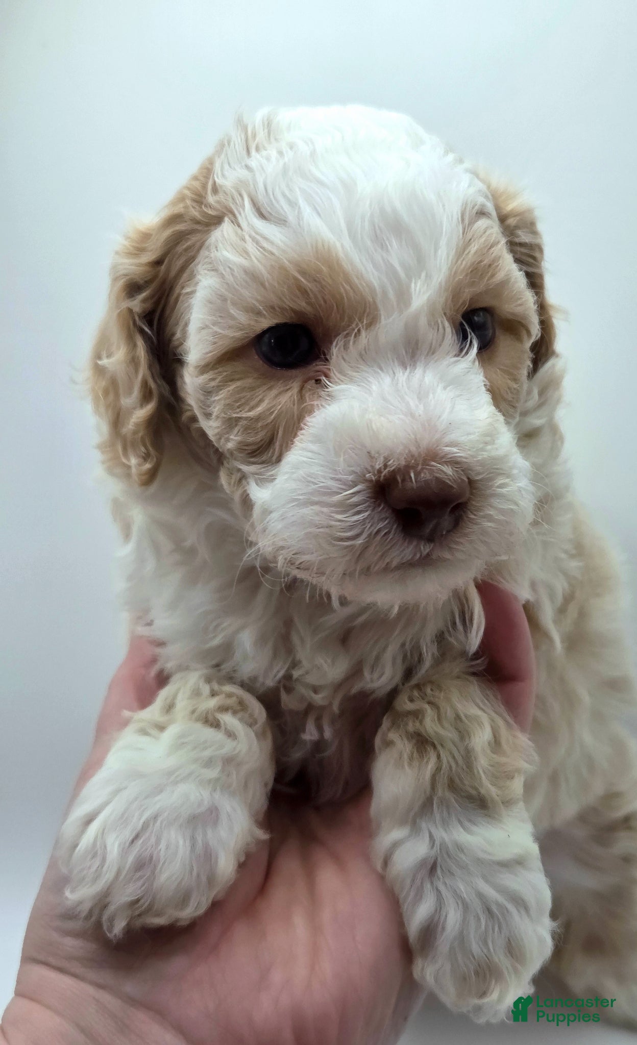 Miniature Poodle dogs Cinderella - AKC Mini Poodle - Ad 3