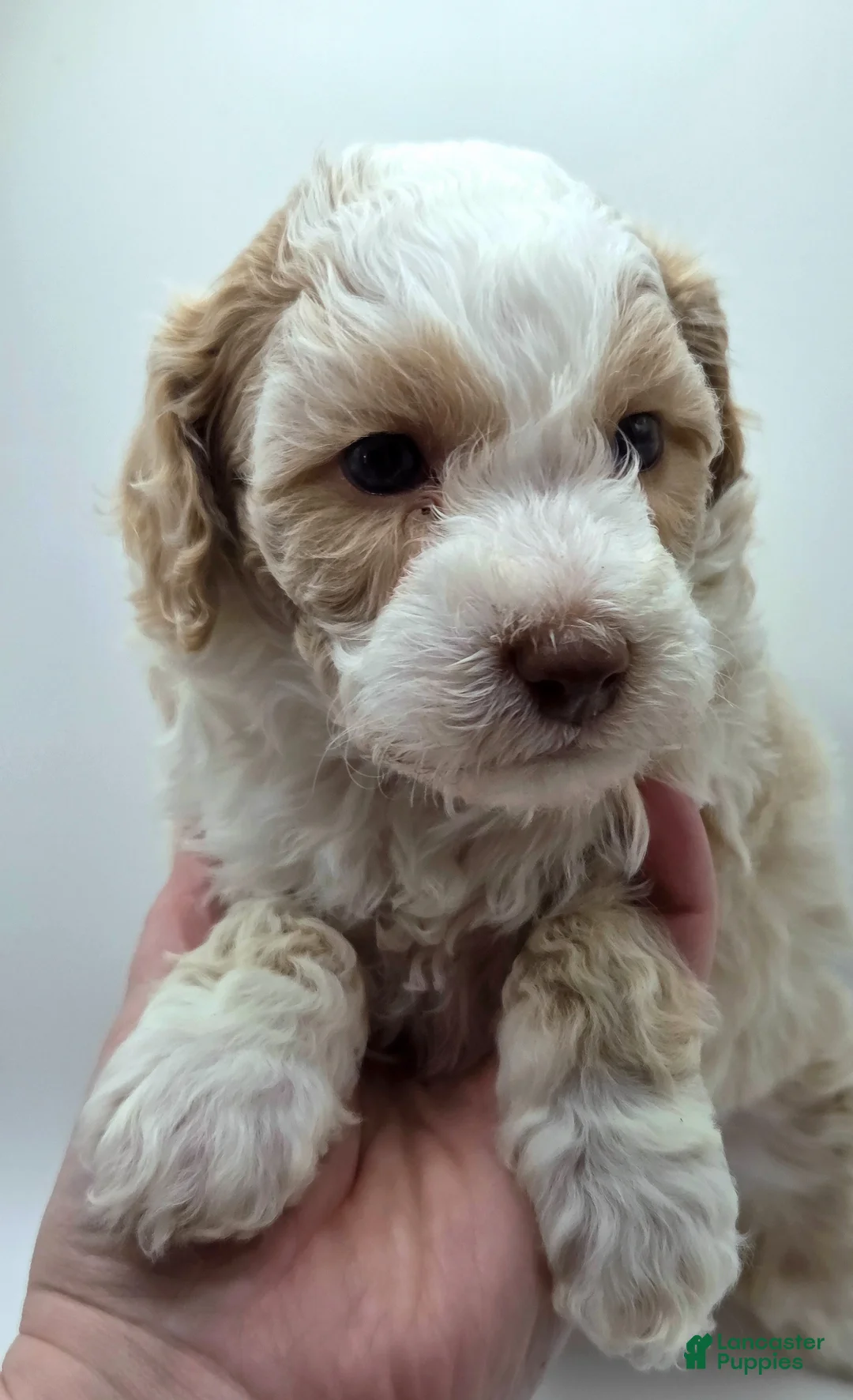 Miniature Poodle dogs for sale: Cinderella - AKC Mini Poodle - Ad 1