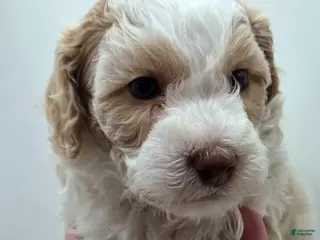 Miniature Poodle dogs Cinderella - AKC Mini Poodle - Ad 3