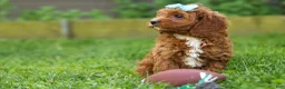 Cavapoo dogs for sale: OSCAR - Ad 9