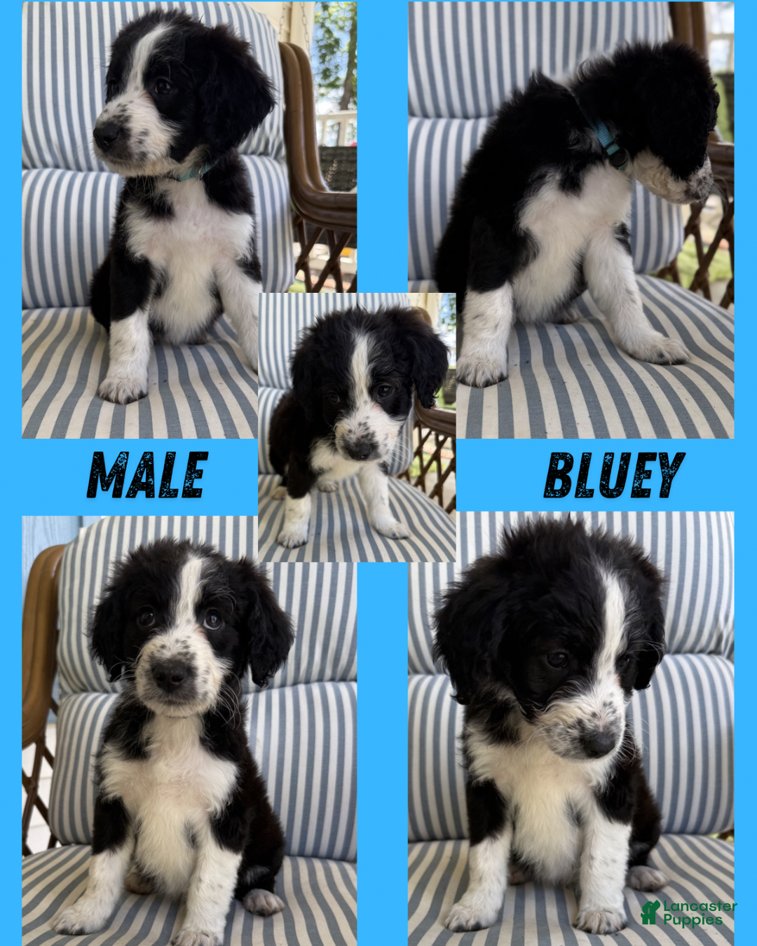 Aussiedoodle dogs Bluey (Blue) - Ad 36
