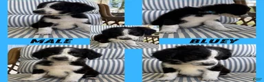 Bluey (Blue)