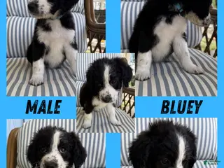 Aussiedoodle dogs Bluey (Blue) - Ad 36