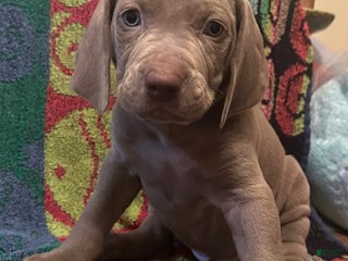 Weimaraner dogs - Ad 9