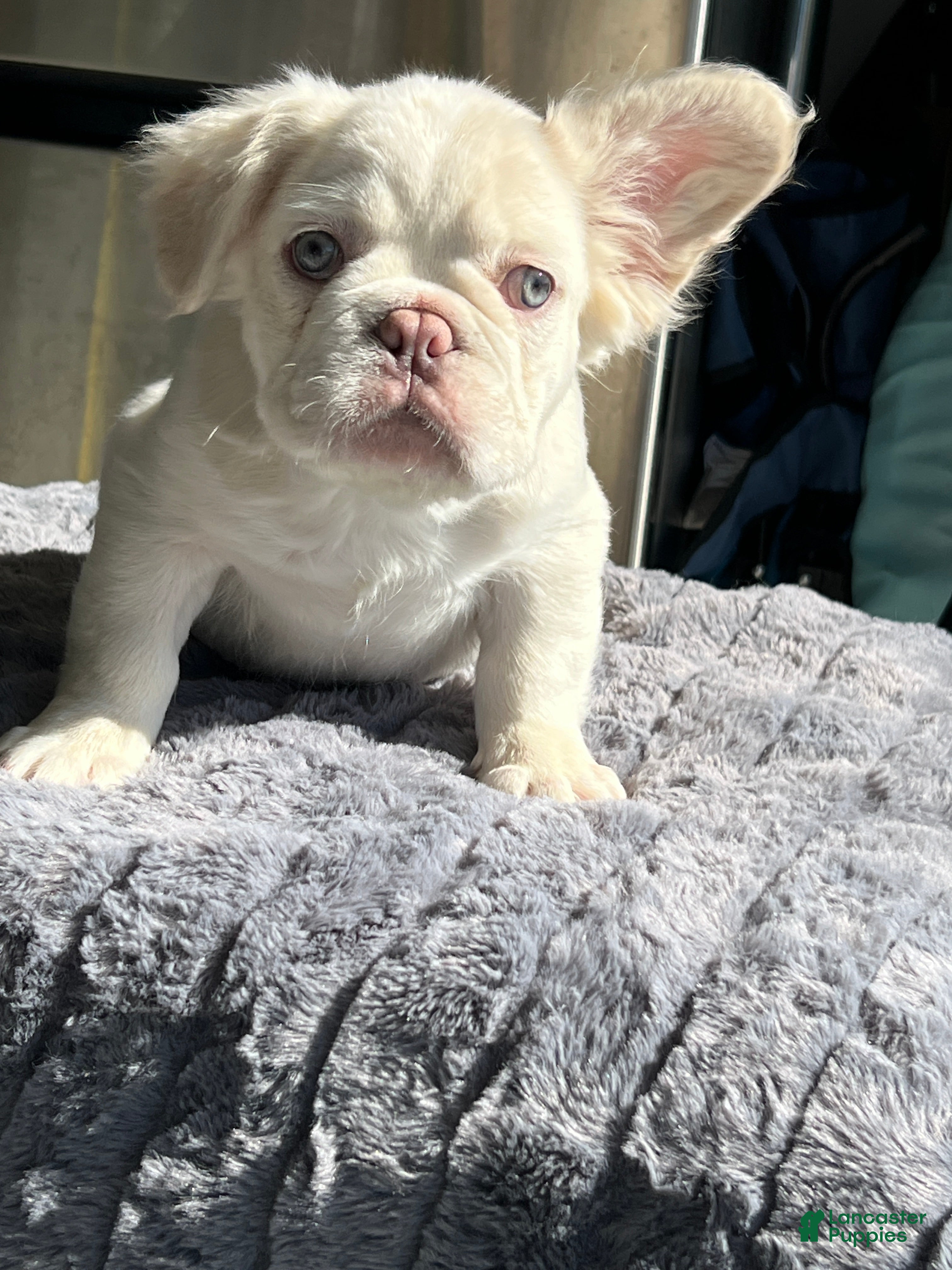 French Bulldog dogs Bernie MacK - Ad 2