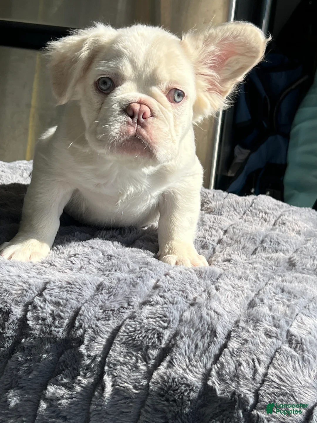 French Bulldog dogs for sale: Bernie MacK - Ad 2
