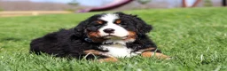 Bernese Mountain Dog dogs for sale: Crooked Jim - Ad 3