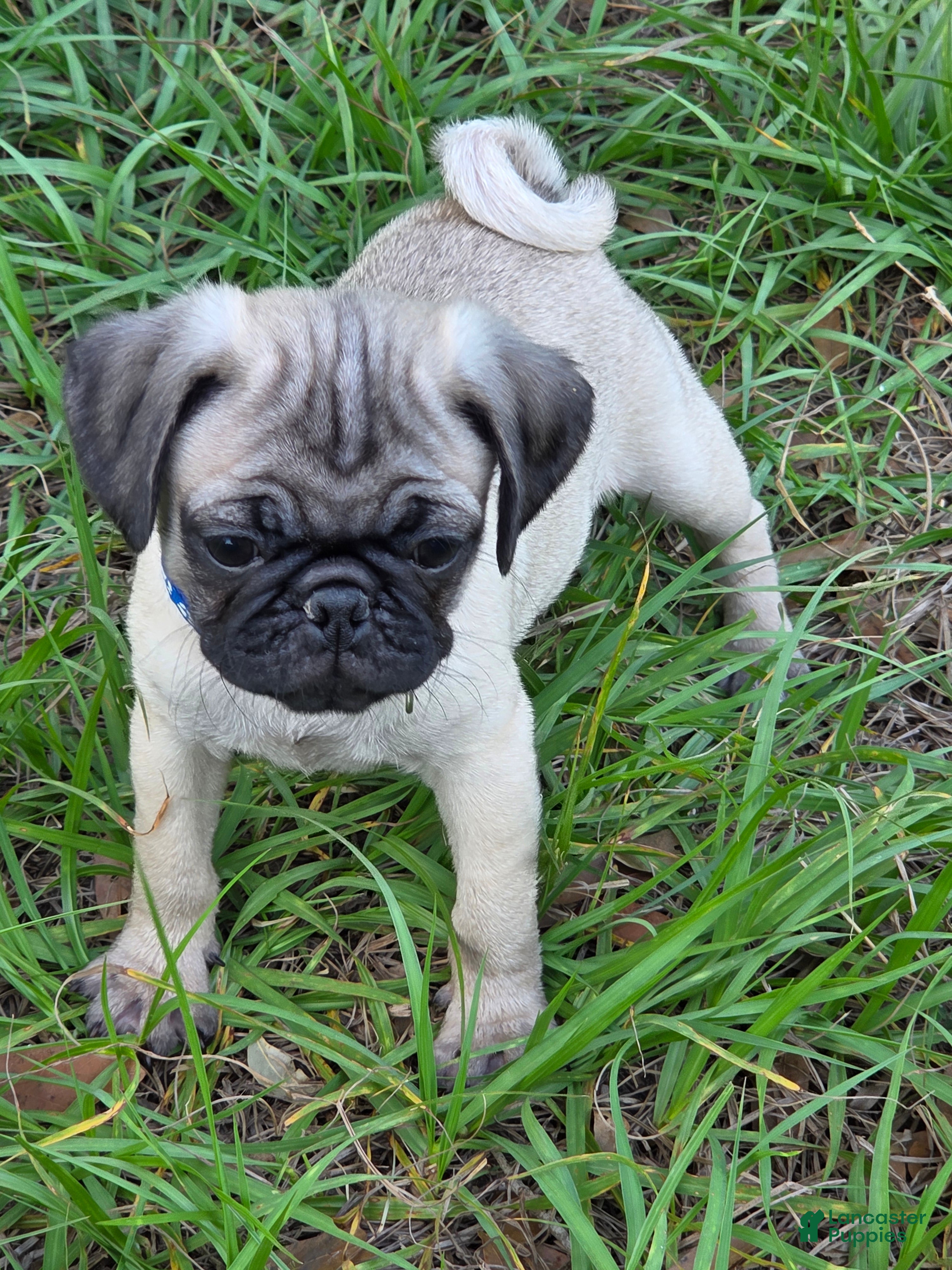 Pug dogs Milo  - Ad 1