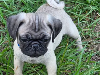 Pug dogs for sale: Milo - Ad 4