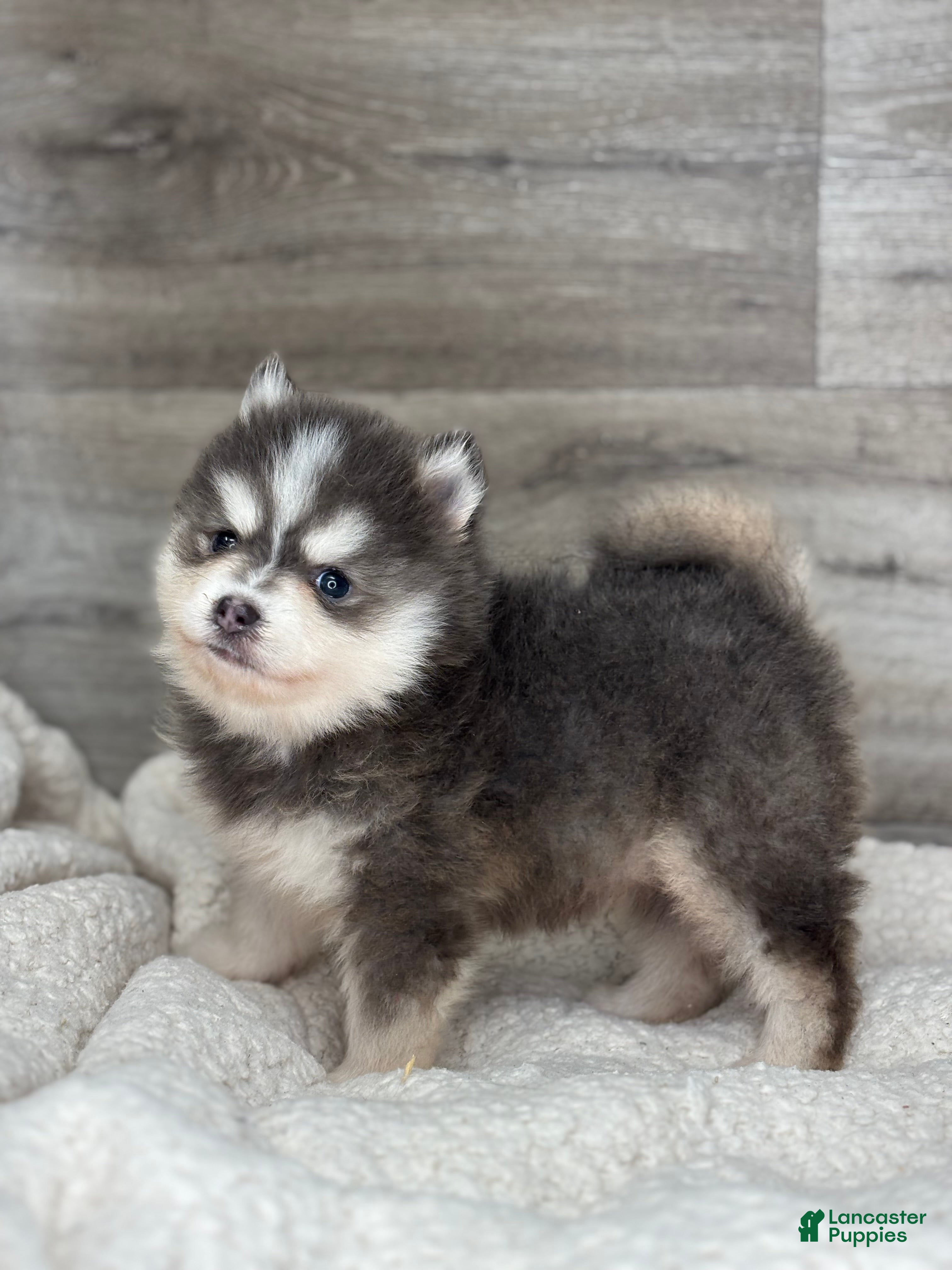 Pomsky dogs Greg - Ad 2