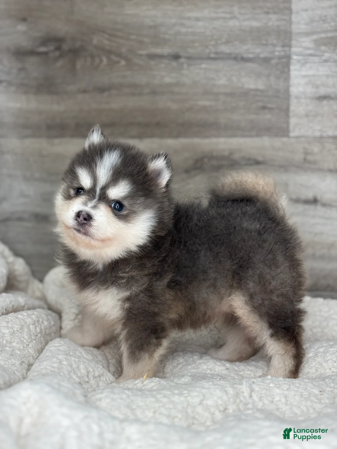 Pomsky dogs for sale: Greg - Ad 2