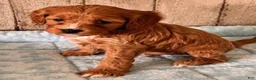 Cavapoo dogs for sale: Lincoln - Ad 5