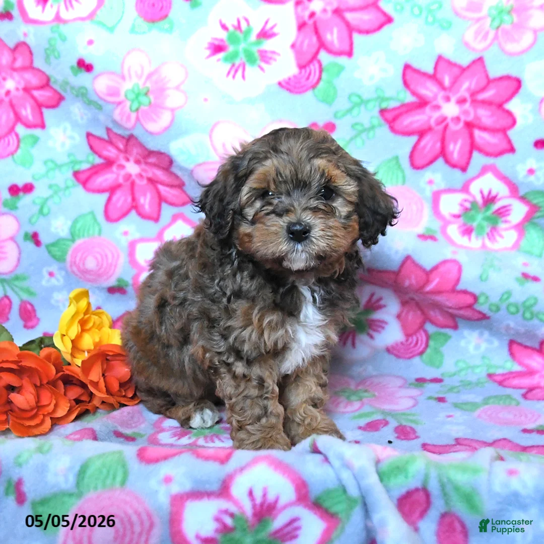 Havapoo dogs for sale: Hunter - Ad 2